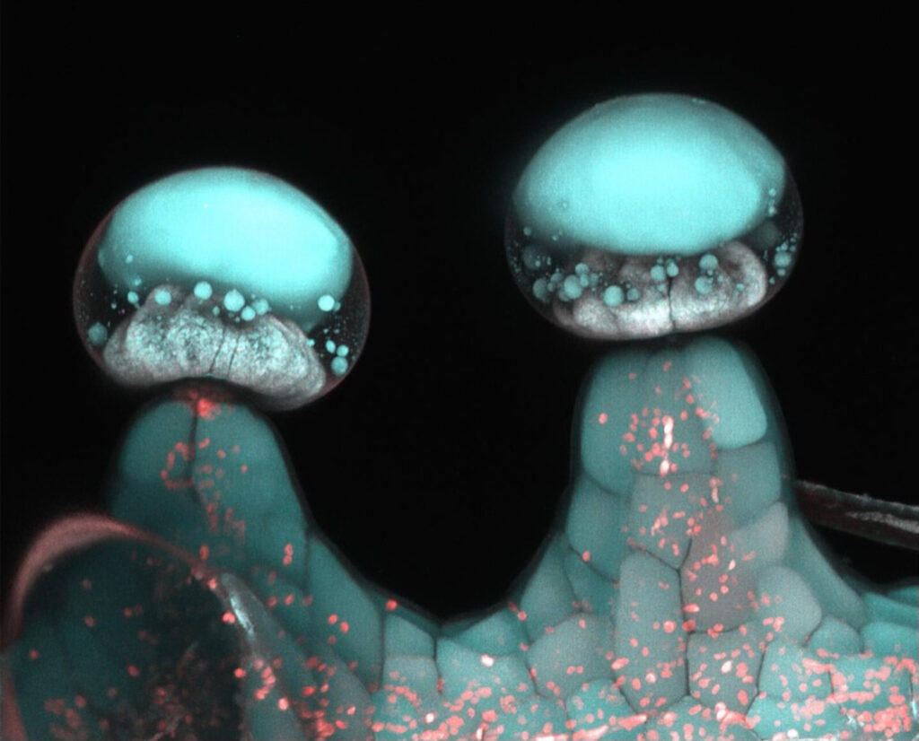 Hemp Plant Trichomes which contain Phytocannabinoids under ultraviolet light Endocannabinoid System (ECS)
