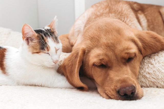 CBD Hemp Products are for dogs and cats and all pets