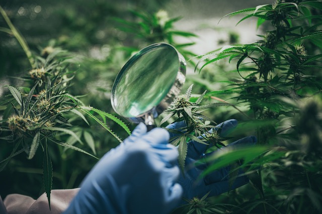 Broad Spectrum Hemp