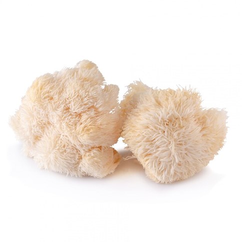 Mushroom for Brain Health: Lion’s Mane Benefits & Focus Boost