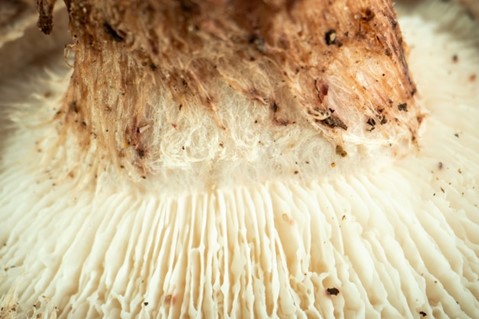 Mushroom for Brain Health: Lion’s Mane Benefits & Focus Boost