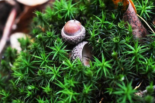 CBD Benefits | Mushroom Benefits for Stress, Sleep, and Wellness