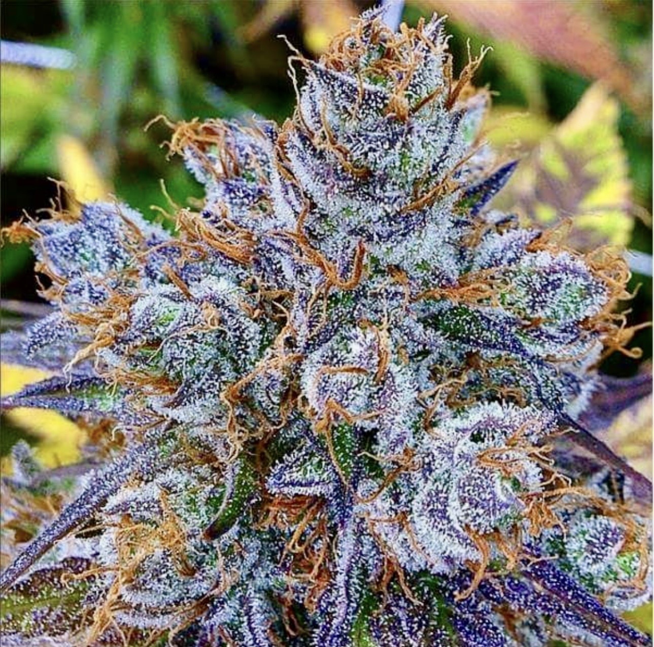 Wellness You Can Believe In.